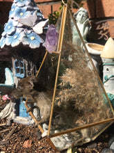 Load image into Gallery viewer, Rat taxidermy
