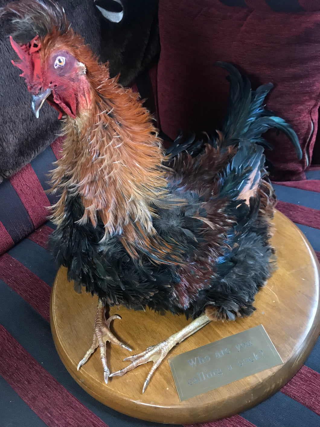 Taxidermy frizzle rooster