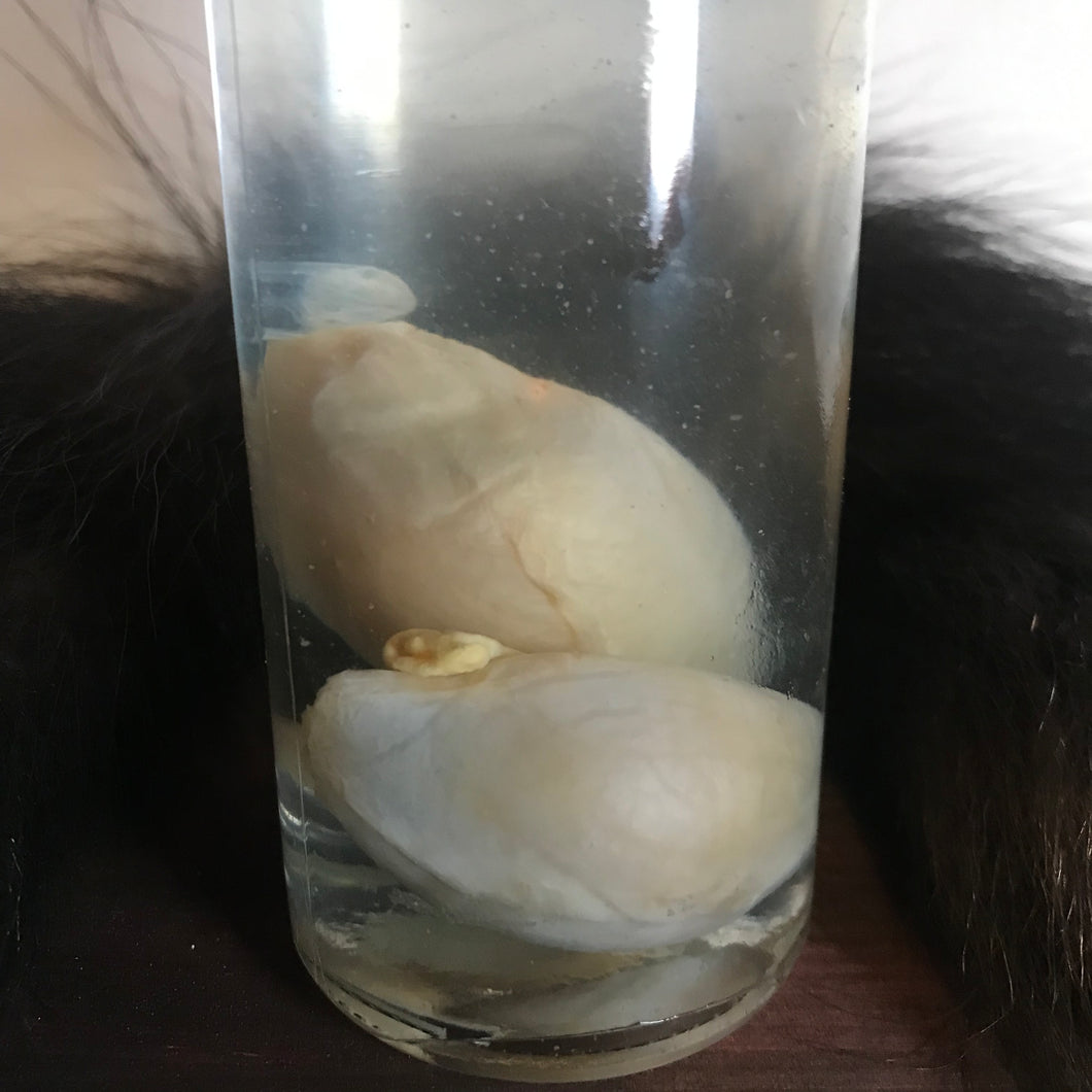 Wet specimen fox embryos