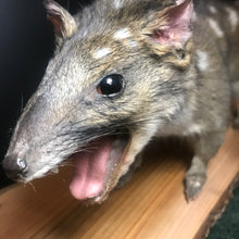 Load image into Gallery viewer, Quoll taxidermy special order
