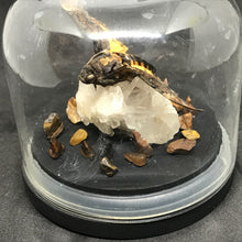 Load image into Gallery viewer, Death head hawk moth crystal dome
