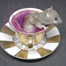 Load image into Gallery viewer, Mouse taxidermy

