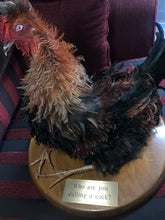 Load image into Gallery viewer, Taxidermy frizzle rooster
