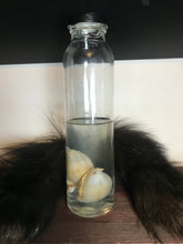 Load image into Gallery viewer, Wet specimen fox embryos
