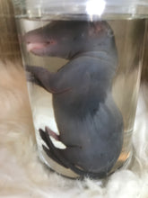 Load image into Gallery viewer, Wet Specimen Foetal Fox Babies
