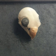 Load image into Gallery viewer, Taxidermy bird frame
