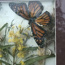 Load image into Gallery viewer, Monarch butterflies framed
