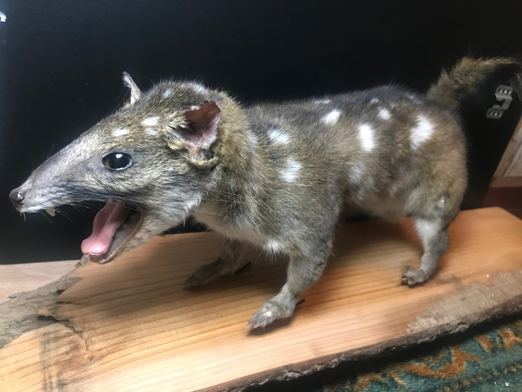 Quoll taxidermy special order