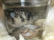 Load image into Gallery viewer, Wet Specimen Puffer Fish
