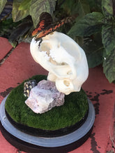 Load image into Gallery viewer, Cat skull with butterfly in dome
