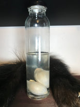Load image into Gallery viewer, Wet specimen fox embryos

