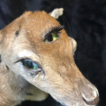 Load image into Gallery viewer, Taxidermy fawn fantasy creature
