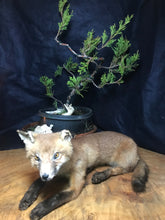 Load image into Gallery viewer, Fox kit taxidermy
