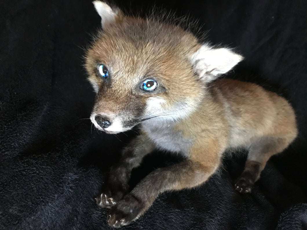 Taxidermy fox kit