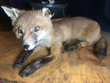 Load image into Gallery viewer, Fox kit taxidermy
