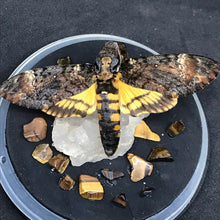 Load image into Gallery viewer, Death head hawk moth crystal dome
