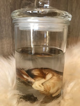 Load image into Gallery viewer, Baby Chick Wet Specimen
