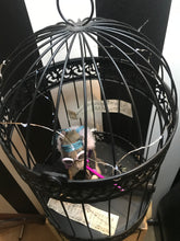 Load image into Gallery viewer, Rat in a cage taxidermy
