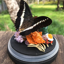 Load image into Gallery viewer, Butterfly dome

