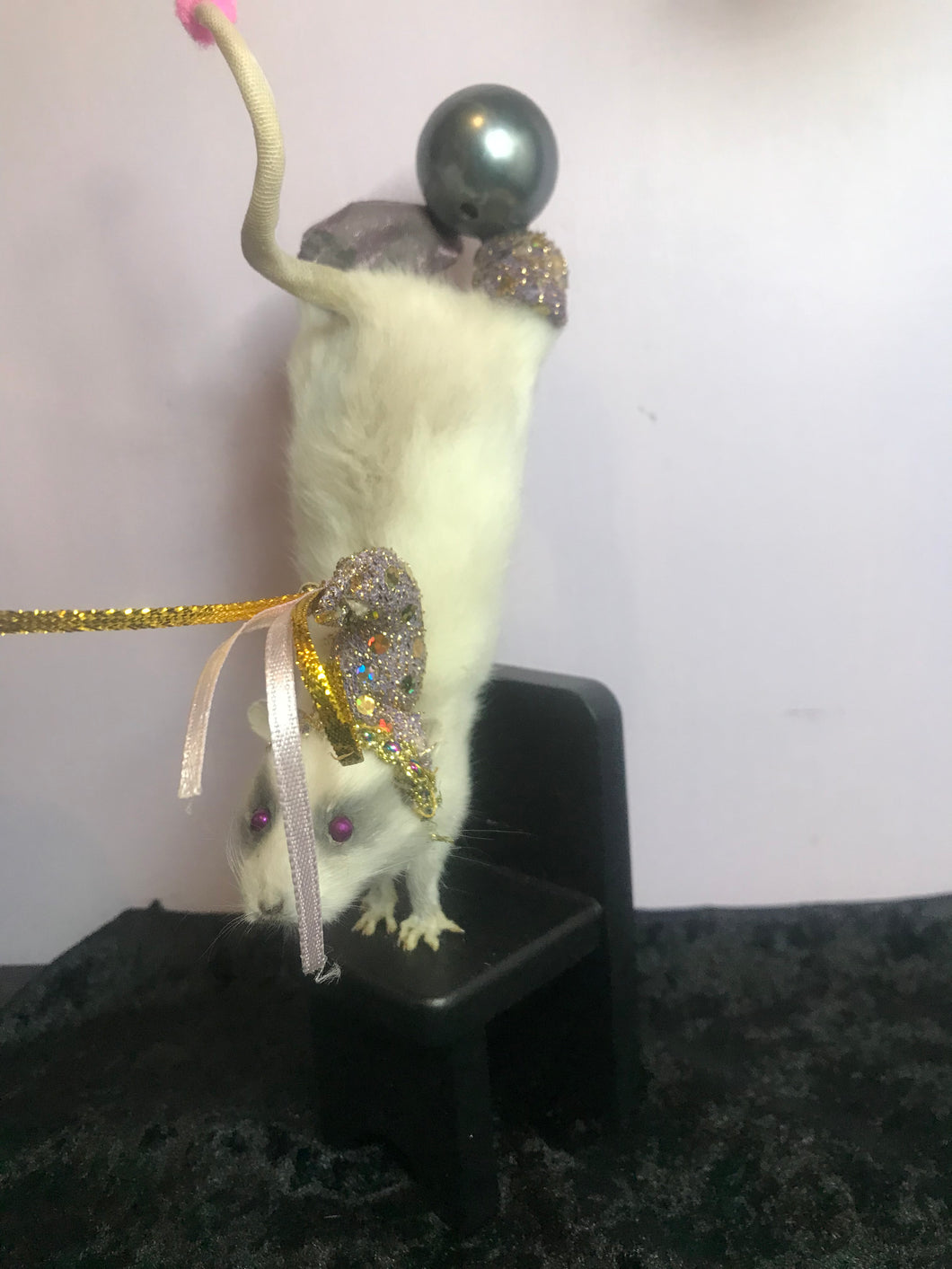 Circus acrobat rat