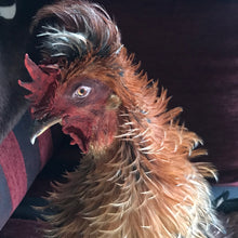 Load image into Gallery viewer, Taxidermy frizzle rooster
