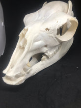 Load image into Gallery viewer, Alpaca skull
