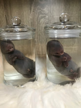Load image into Gallery viewer, Wet Specimen Foetal Fox Babies
