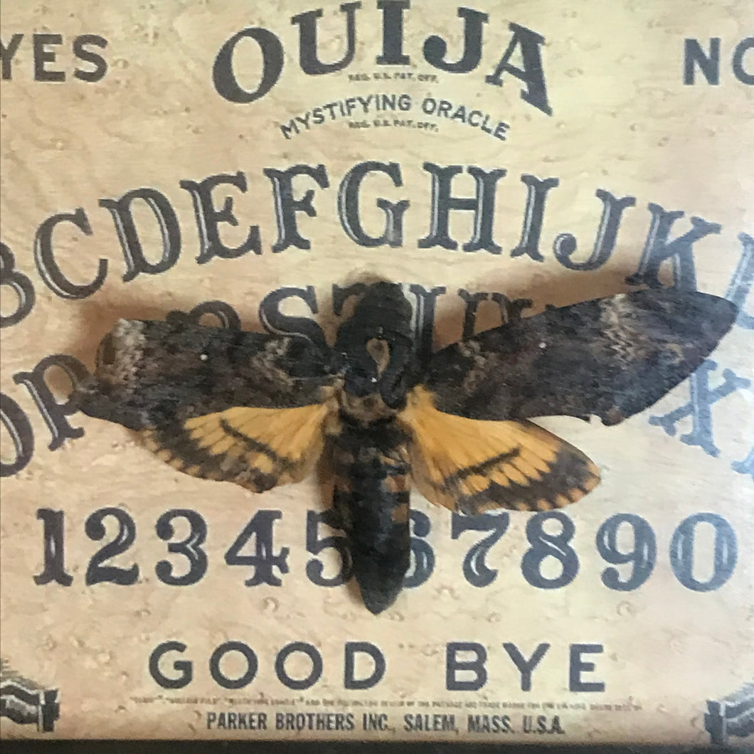 Deaths head moth *damaged wing*