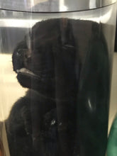 Load image into Gallery viewer, Wet specimen Labrador puppy
