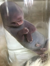 Load image into Gallery viewer, Wet Specimen Foetal Fox Babies
