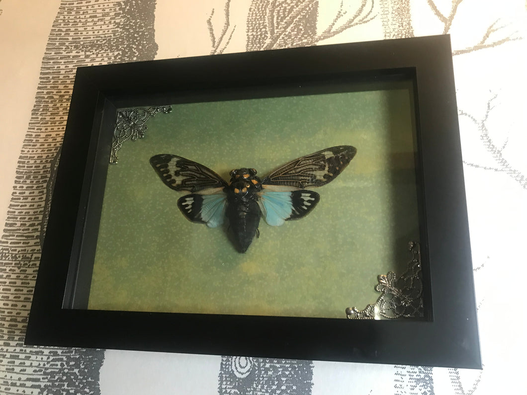 Cicada in decorative frame