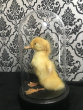 Load image into Gallery viewer, Duckling taxidermy in dome
