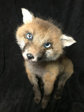 Load image into Gallery viewer, Taxidermy fox kit
