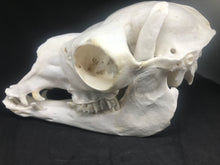 Load image into Gallery viewer, Alpaca skull
