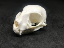 Load image into Gallery viewer, cat skulls
