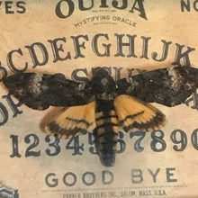 Load image into Gallery viewer, Deaths Head Hawk Moth Framed
