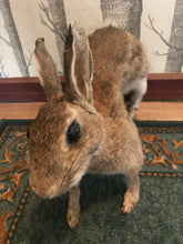 Load image into Gallery viewer, Taxidermy wild rabbit
