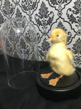 Load image into Gallery viewer, Duckling taxidermy in dome
